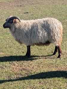 Icelandic Ram Lambs