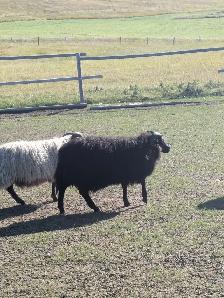 Icelandic Ram Lambs - Photo 2