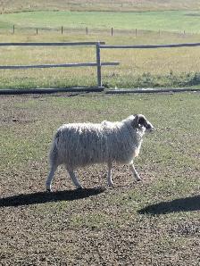 Icelandic Ram Lambs - Photo 3