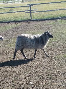 Icelandic Ram Lambs - Photo 4