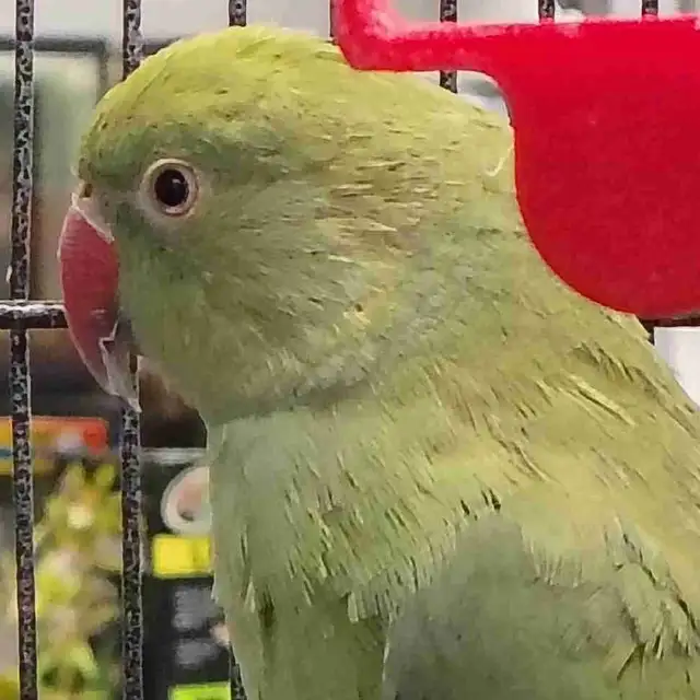 baby Indian ringneck