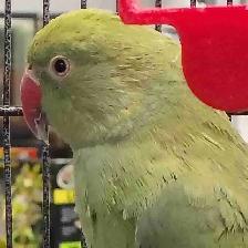 baby Indian ringneck