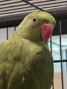 baby Indian ringneck - Photo 2