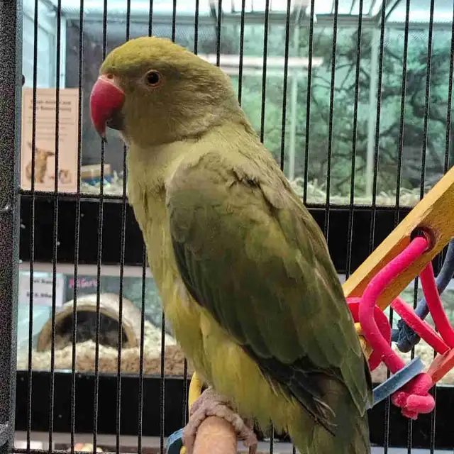 baby Indian ringneck