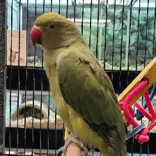baby Indian ringneck