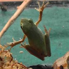 Baby green tree frogs