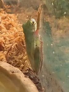 Baby green tree frogs - Photo 2