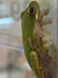 Baby green tree frogs - Photo 3