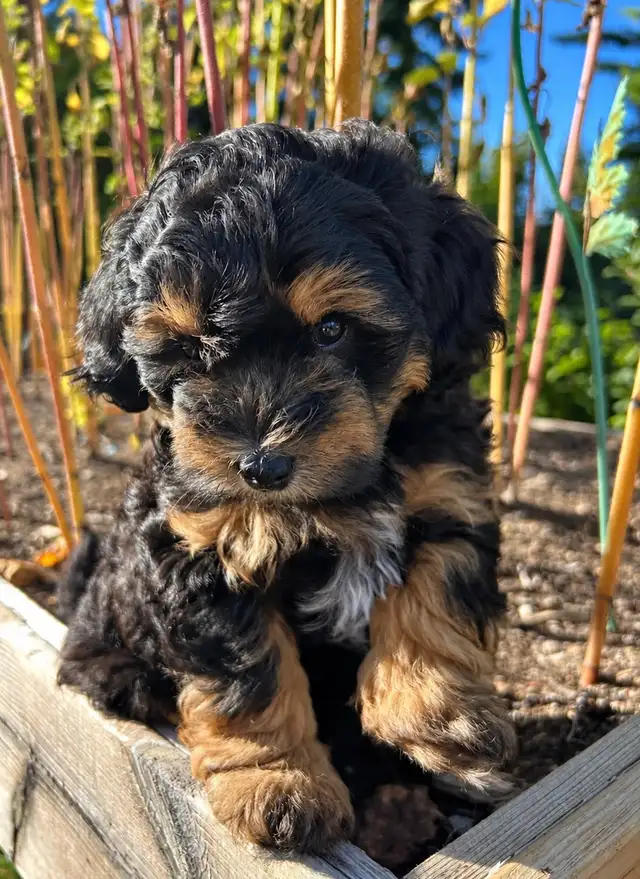 Coton De Tulear X - Poo - Therapy Dog Potential- Holistic Raised
