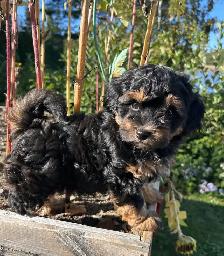 Coton De Tulear X - Poo - Therapy Dog Potential- Holistic Raised - Photo 2