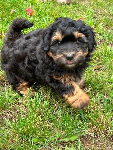 Coton De Tulear X - Poo - Therapy Dog Potential- Holistic Raised - Photo 3