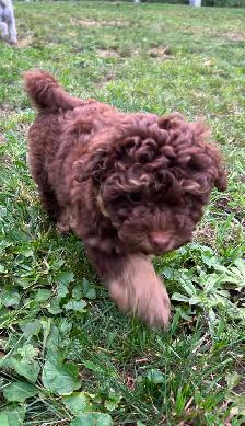 Coton De Tulear X - Poo - Therapy Dog Potential- Holistic Raised - Photo 4