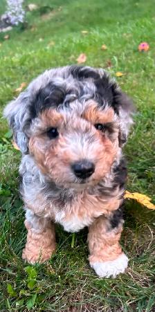 Coton De Tulear X - Poo - Therapy Dog Potential- Holistic Raised - Photo 6