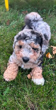Coton De Tulear X - Poo - Therapy Dog Potential- Holistic Raised - Photo 7