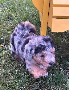 Coton De Tulear X - Poo - Therapy Dog Potential- Holistic Raised - Photo 8