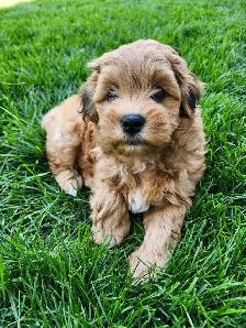 Coton De Tulear X - Poo - Therapy Dog Potential- Holistic Raised - Photo 9