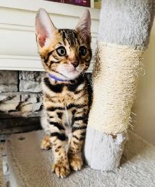 PUREBRED Golden Bengal Kittens