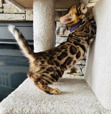 PUREBRED Golden Bengal Kittens - Photo 2