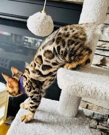 PUREBRED Golden Bengal Kittens - Photo 3