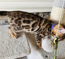 PUREBRED Golden Bengal Kittens - Photo 4