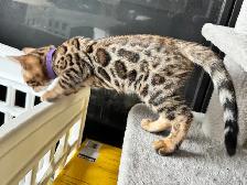 PUREBRED Golden Bengal Kittens - Photo 5