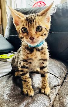 PUREBRED Golden Bengal Kittens - Photo 6