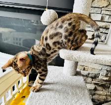PUREBRED Golden Bengal Kittens - Photo 7