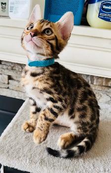 PUREBRED Golden Bengal Kittens - Photo 8