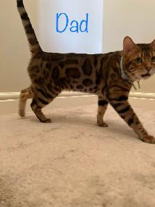 PUREBRED Golden Bengal Kittens - Photo 9