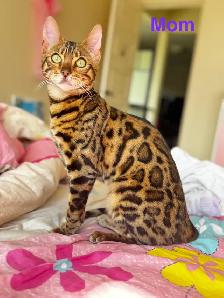 PUREBRED Golden Bengal Kittens - Photo 10