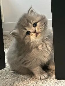 Himalayan & Persian Kittens/Chatons Himalayen-Persan - Photo 6