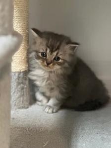 Himalayan & Persian Kittens/Chatons Himalayen-Persan - Photo 7