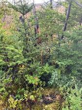 Build Your Dream Home on 1  Acre Lot in Victoria! - Photo 2