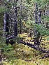 Build Your Dream Home on 1  Acre Lot in Victoria! - Photo 3