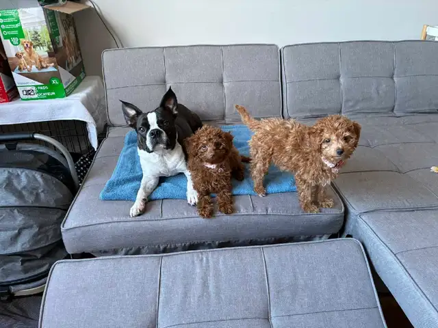 $20/Day Small Dog Daycare & $20/Dog Grooming Services