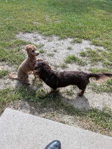 $20/Day Small Dog Daycare & $20/Dog Grooming Services - Photo 2
