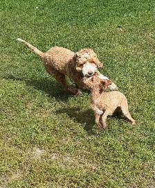 $20/Day Small Dog Daycare & $20/Dog Grooming Services - Photo 3