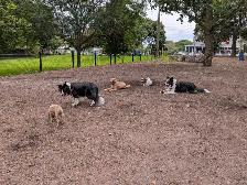 $20/Day Small Dog Daycare & $20/Dog Grooming Services - Photo 4