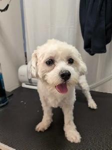 $20/Day Small Dog Daycare & $20/Dog Grooming Services - Photo 6