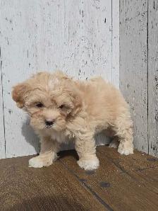 Shipoo puppies.