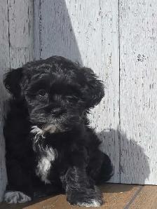 Shipoo puppies. - Photo 2