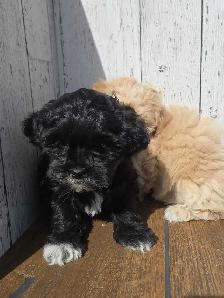 Shipoo puppies. - Photo 3