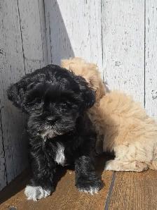 Shipoo puppies. - Photo 4