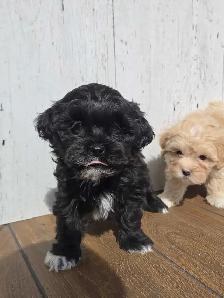 Shipoo puppies. - Photo 5