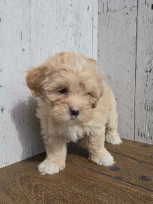 Shipoo puppies. - Photo 6