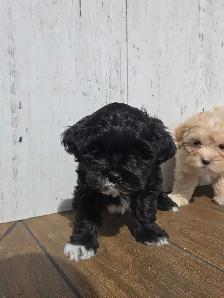 Shipoo puppies. - Photo 7