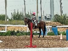 Well Broke Kids Horses for Sale