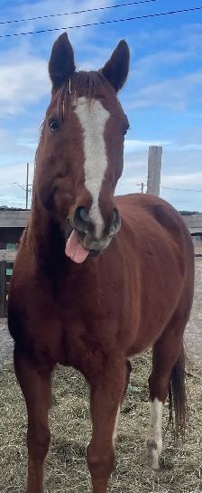 Well Broke Kids Horses for Sale - Photo 3