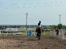 Well Broke Kids Horses for Sale - Photo 6