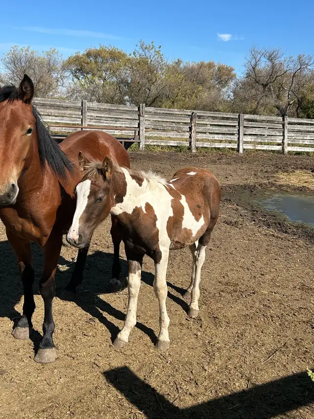 Draft cross foals for sale